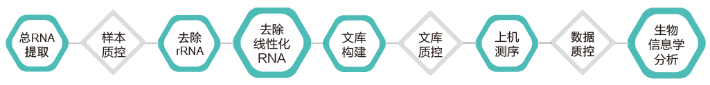 环状RNA（circRNA）测序-技术路线- ■澳门十大棋牌排行榜最新■澳门十大棋牌排行榜推荐 